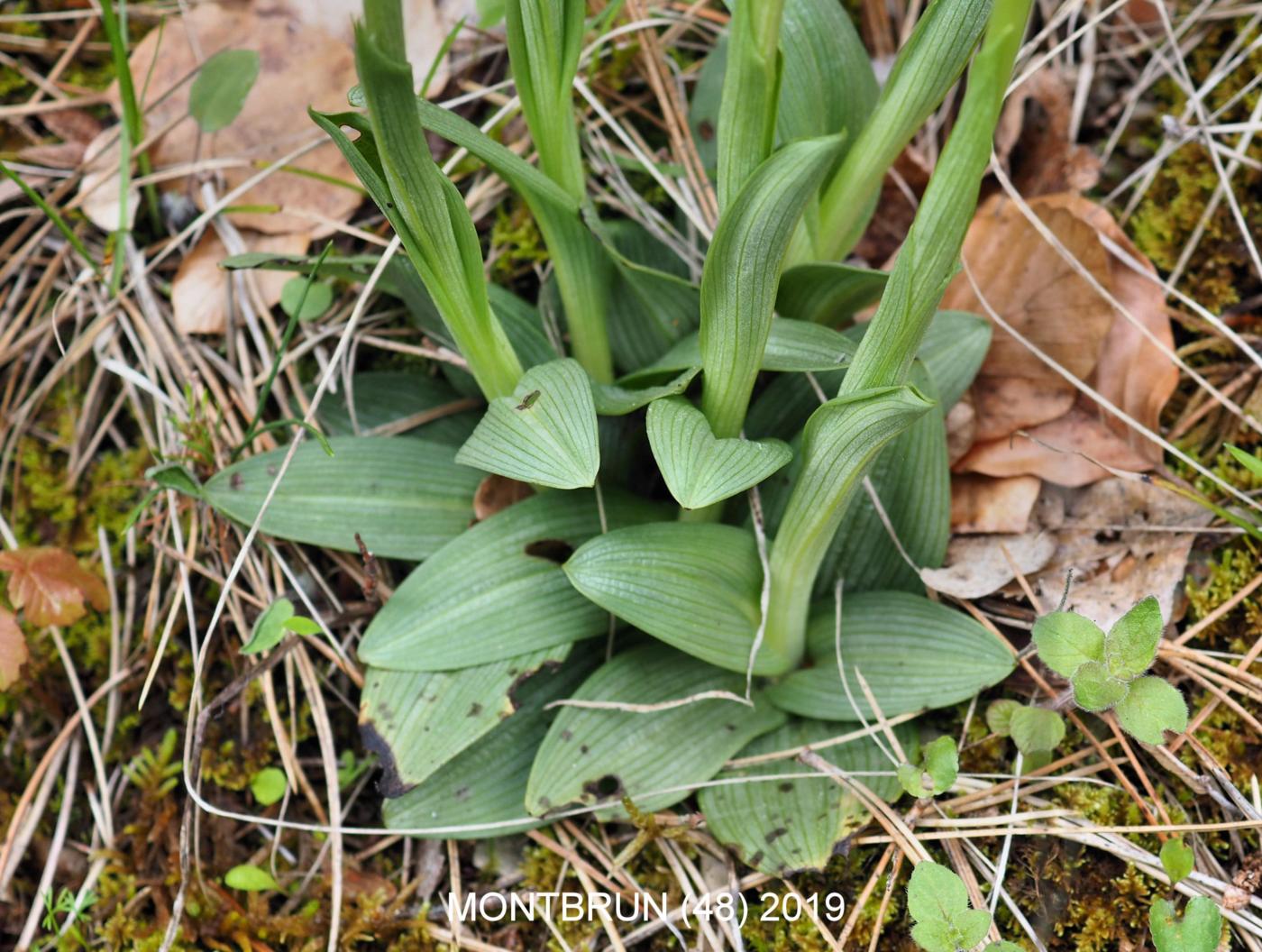 Orchid, Small Spider leaf